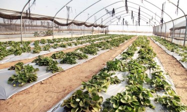 Atrasos do FADA deixam projectos agrícolas paralisados e produtores endividados
